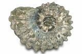 Bumpy Ammonite (Douvilleiceras) Fossil - Madagascar #277186-1